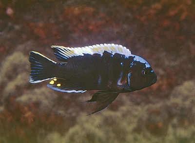 Cynotilapia aurifrons 'Lion's Cove'